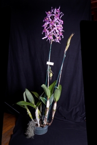 Laelia halbingeriana Puesta Del Sol CHM/AOS 87 pts.